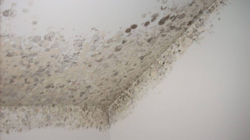 patologias vivienda meraki humedades techo