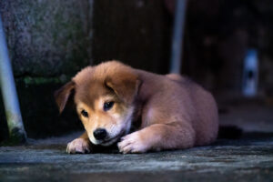 meraki obras 2023 solidario abandono animales